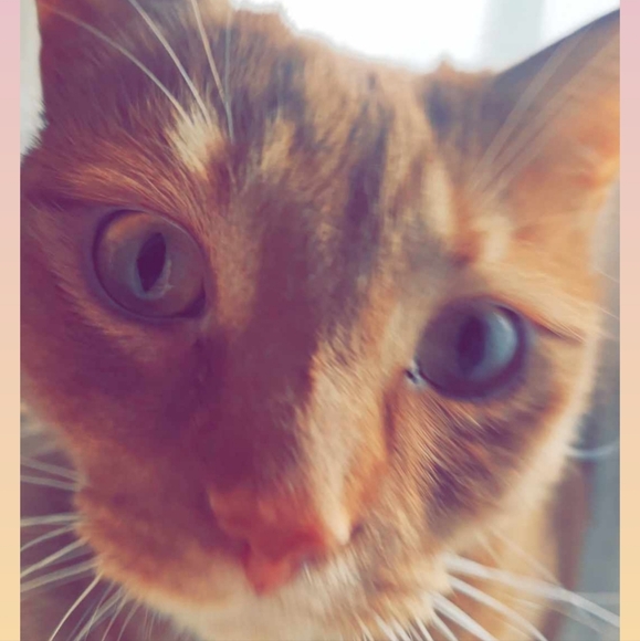 Please Read & Share Frankie's Story 🙏 Frankie God's Miracle Cat!!! - Picture 7 of 9